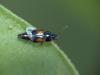 Tachinus subterraneus